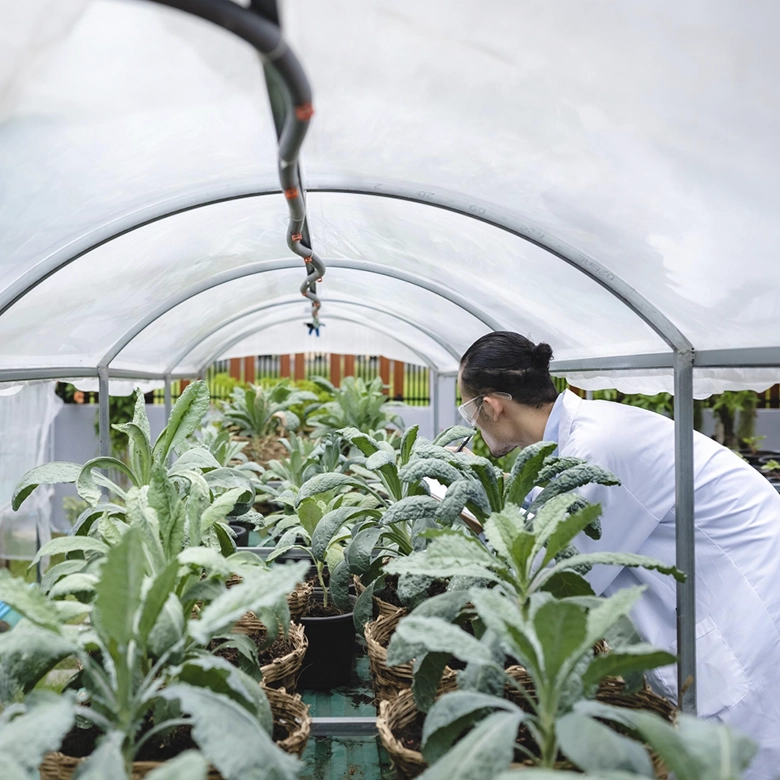 invernadero con plásticos